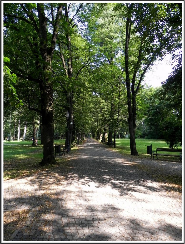 Żywiecki Park - aleja główna