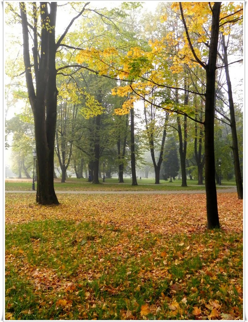 żywiecki park, jesień i mgła