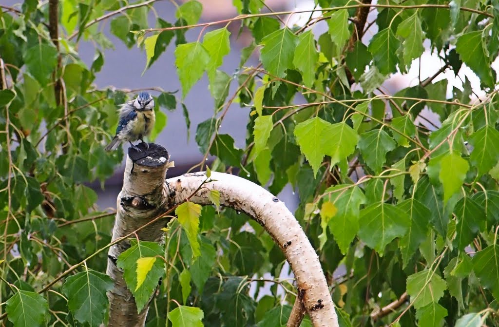 Primeval Slavic birch protects in their branches plebeian fugitive.
