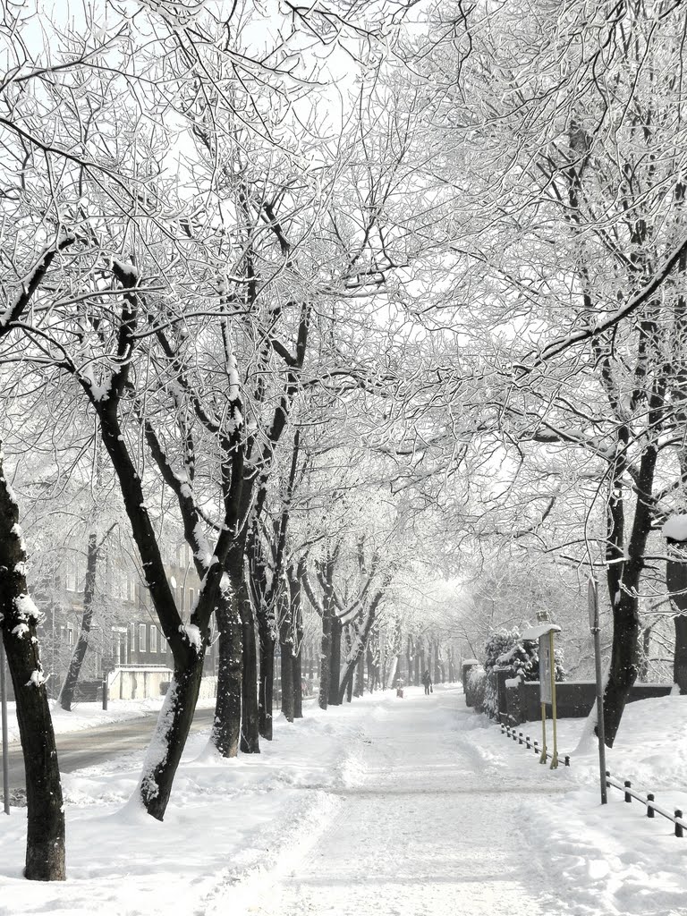 winter walk ....