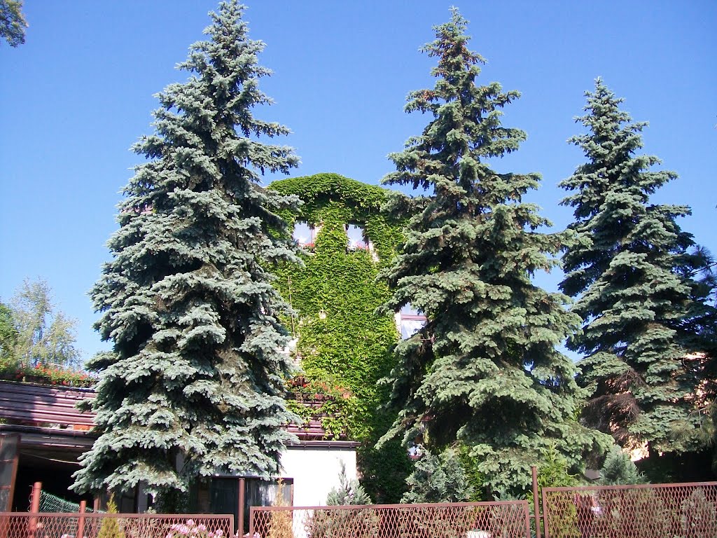 Siemianowice Śląskie