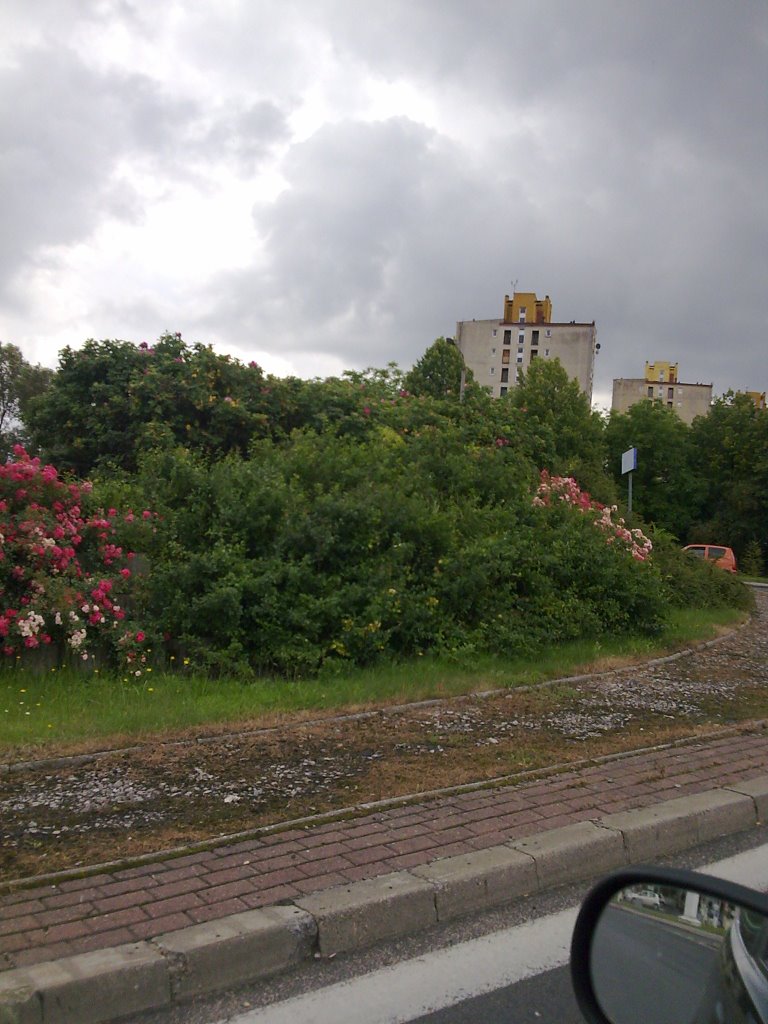 chowajace sie za Rondem Wileńskim blokowiska