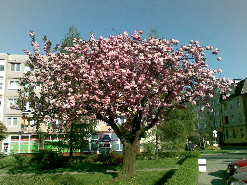 kwitnące drzewo