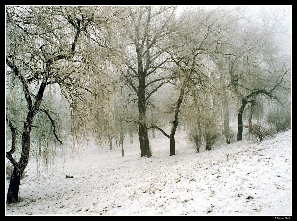 Dabrowa Gornicza (1998)-park Hallera-winter-b