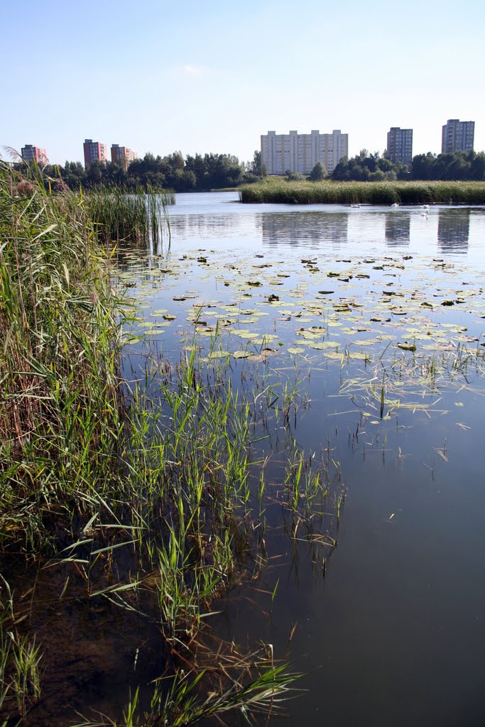 Śląsk zielony. Szopienice. Bagier i Morawa