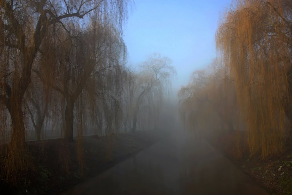 spacerując we mgle / walking in the fog