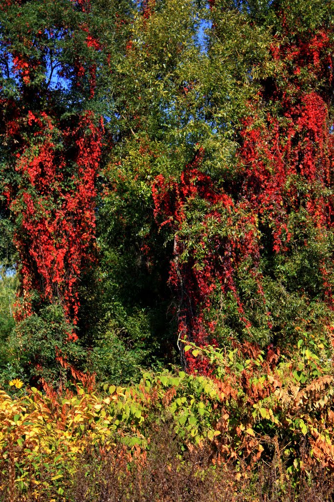 barwy jesieni / autumnal colors