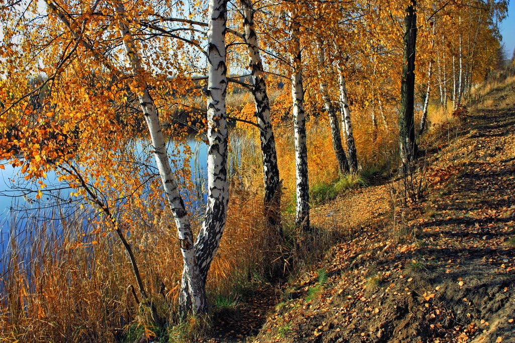 złota polska jesień / golden autumn
