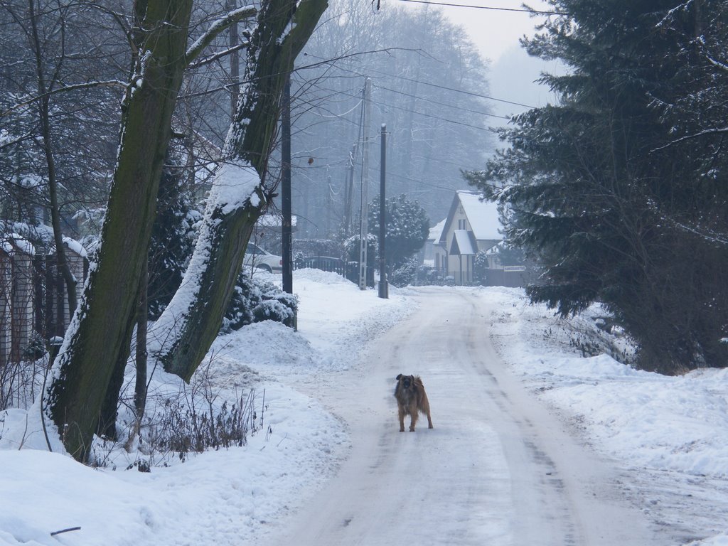 Dog In The Snow