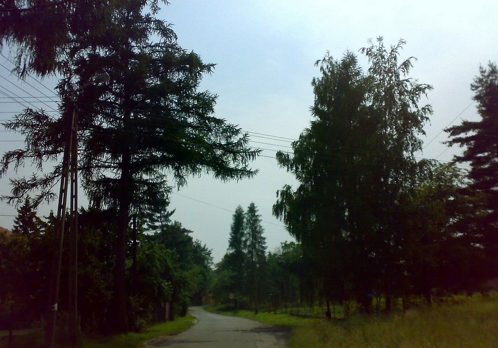 Modrzewie, ul. Mazańcowicka, Czechowice-Dziedzice