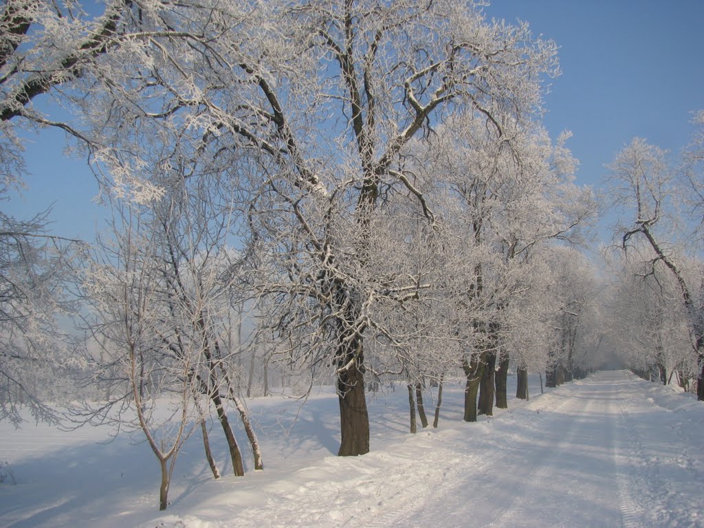 Aleja spacerowa Bażanciarnia - Siemianowice Ślaskie