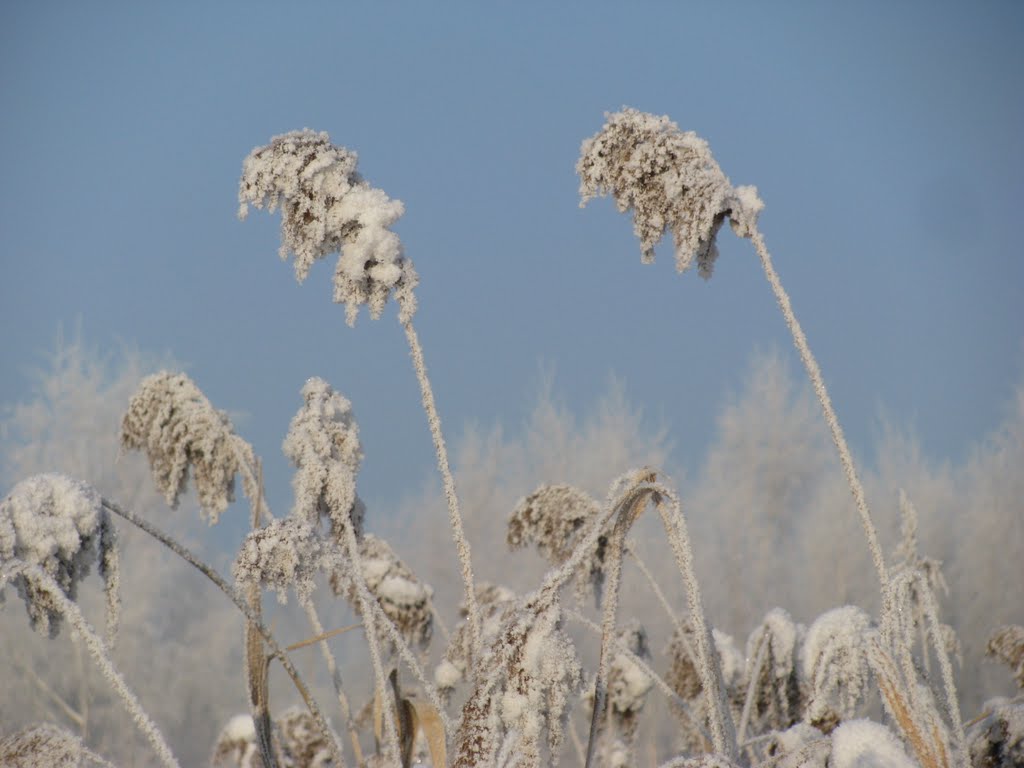 Staw Remiza, Siemianowice Śląskie