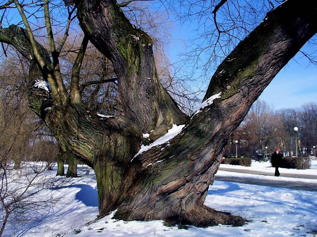 Kielce, Park Miejski
