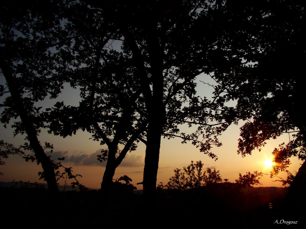 Sunset and trees.