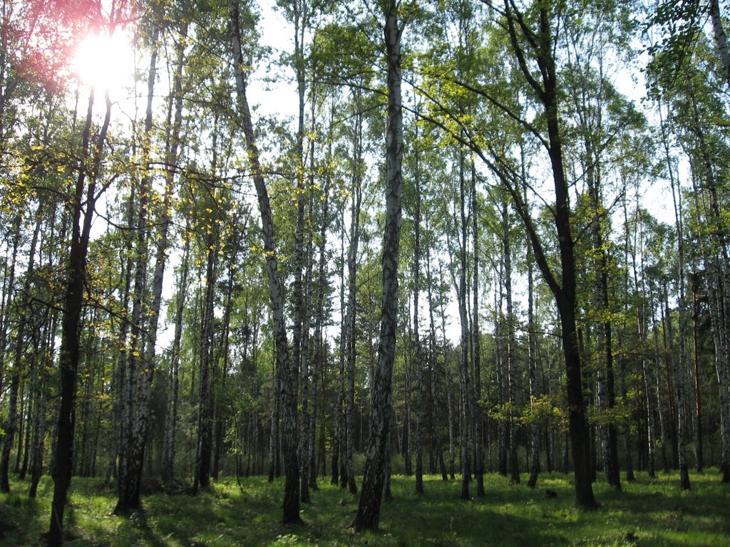 Forest1