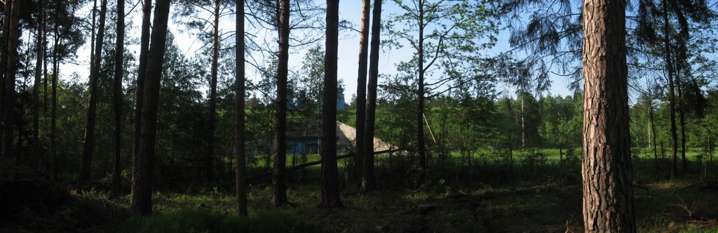Forest2
