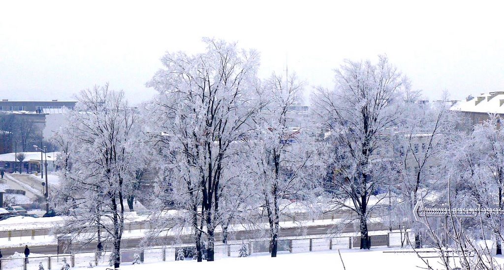 Piłsudskiego  zimą  (drzewa na placu SP  Nr 1  od jej zachodniej strony)