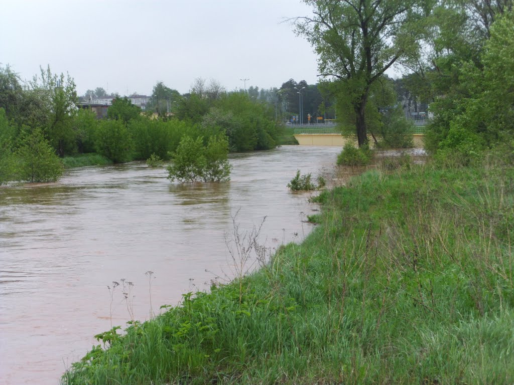 Rozlewisko rz. Kamiennej  na Zachodnim przy Kościółku- TSK 18.05.10