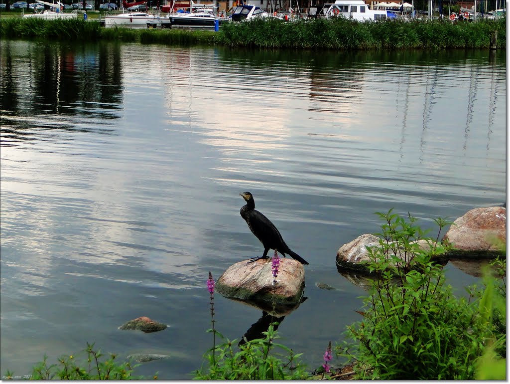 .. pozujący kormoran..[ks]