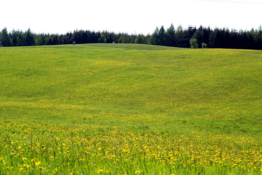 Barczewo - wiosenna łąka