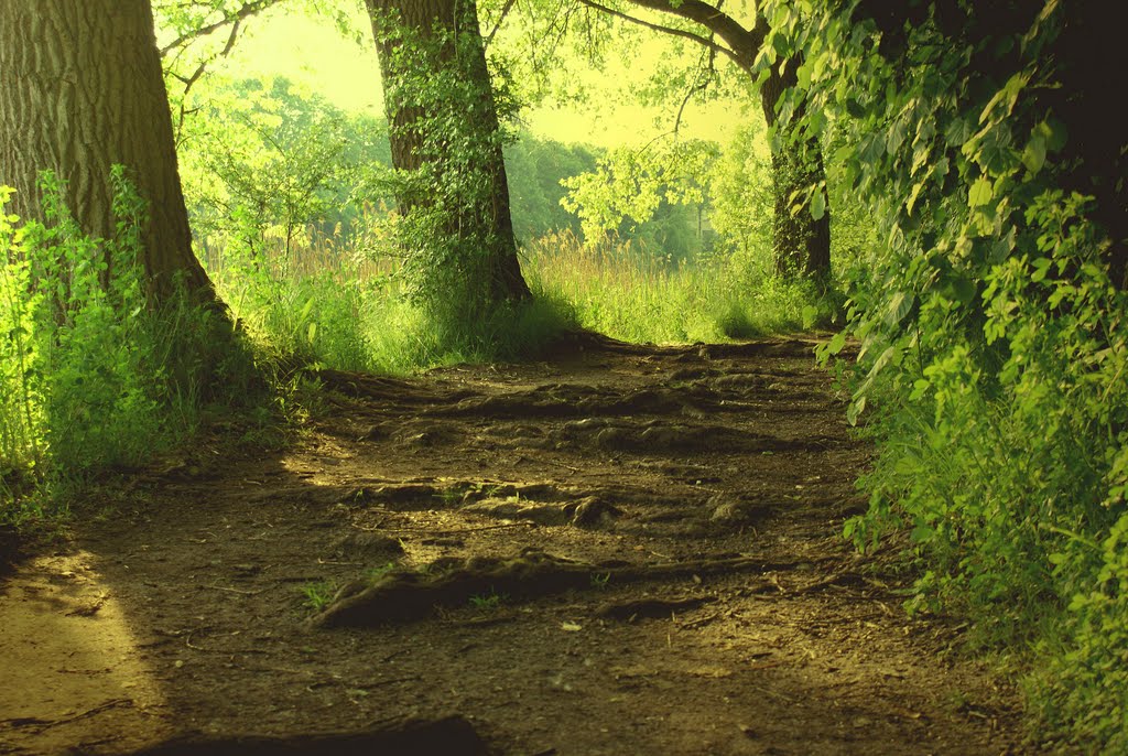 Roots