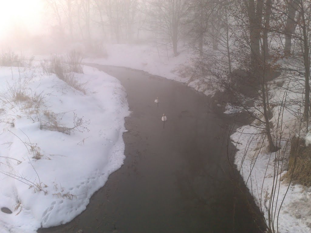Łabędzie w porannej, zimowej mgle... :)
