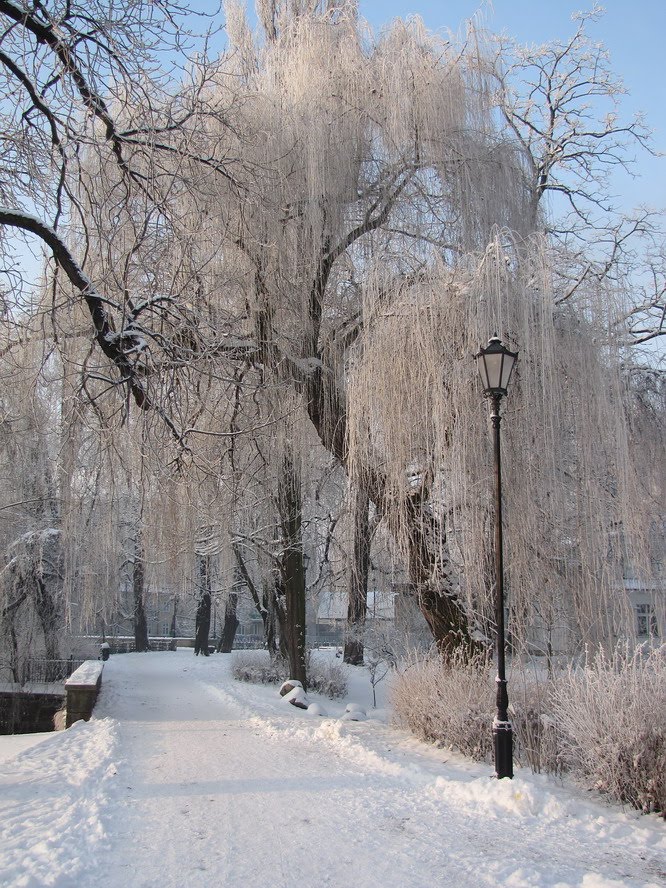 Winter walk in City Park at - 10 degrees Celsius