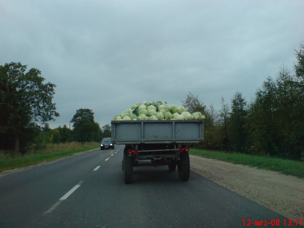 Kolska kapusta :)