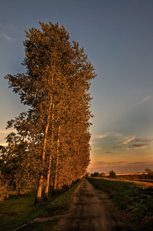 Koło