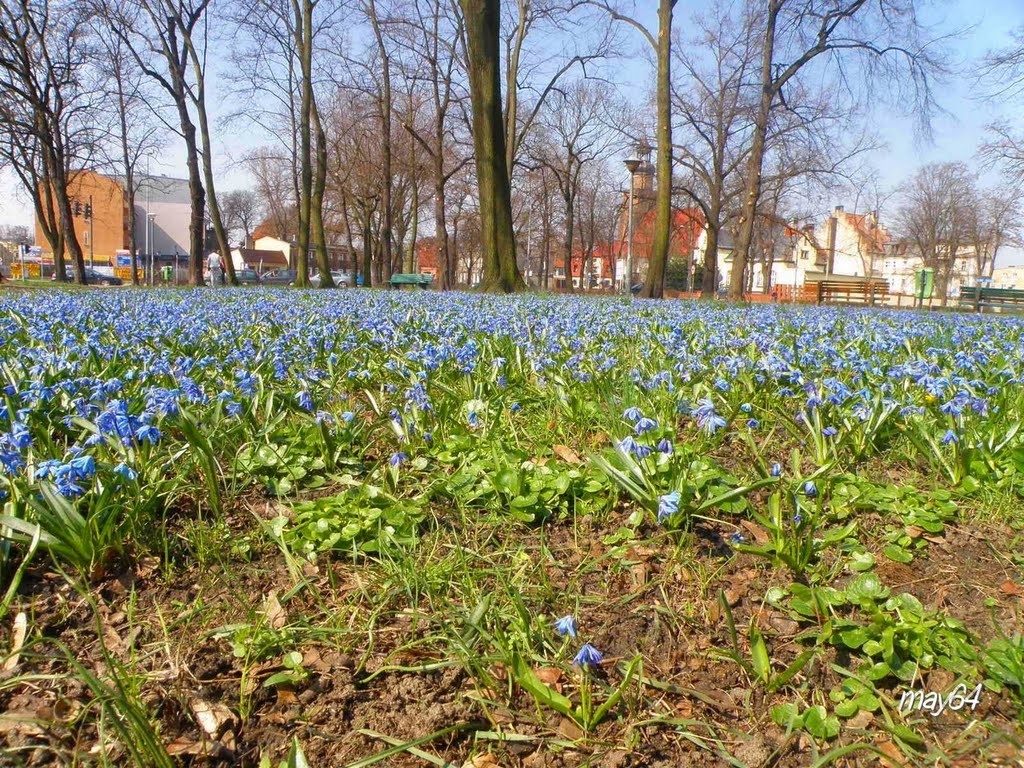 Leszno :Jana Pawła II- Park Jonstona wiosną