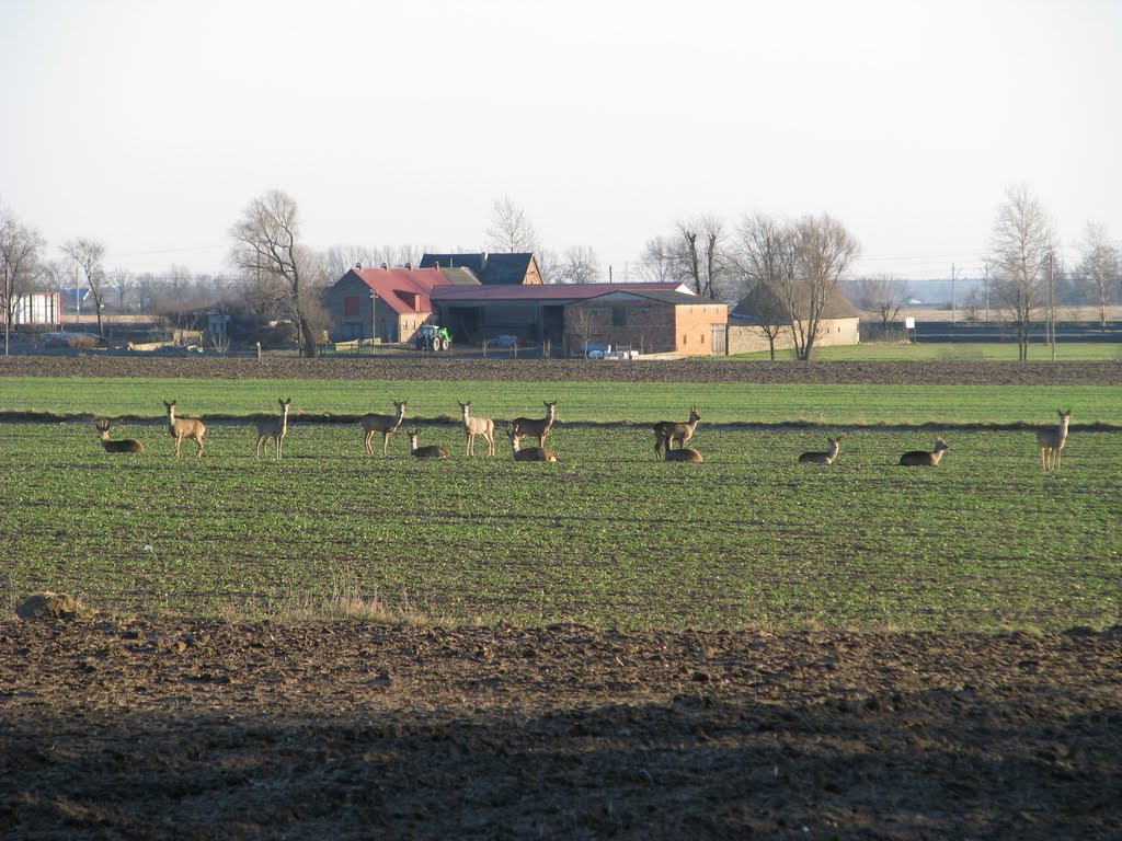 szafkii