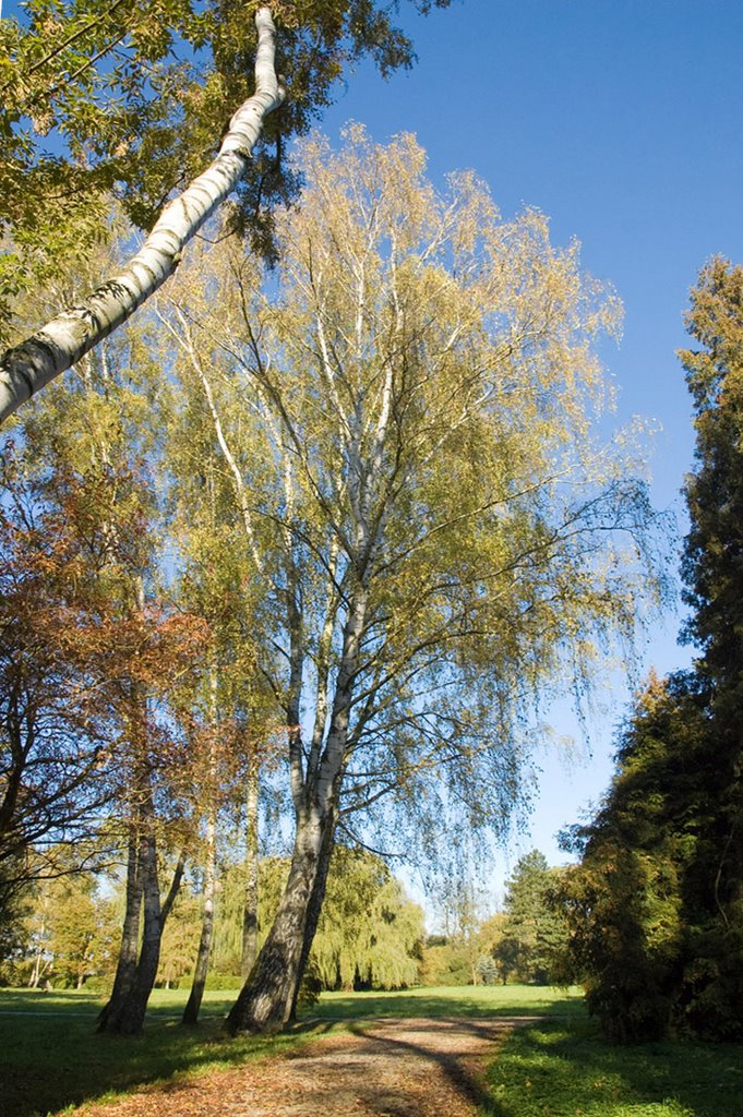 Piła, park miejski w jesiennym słońcu/Piła. The city park in autumn sun