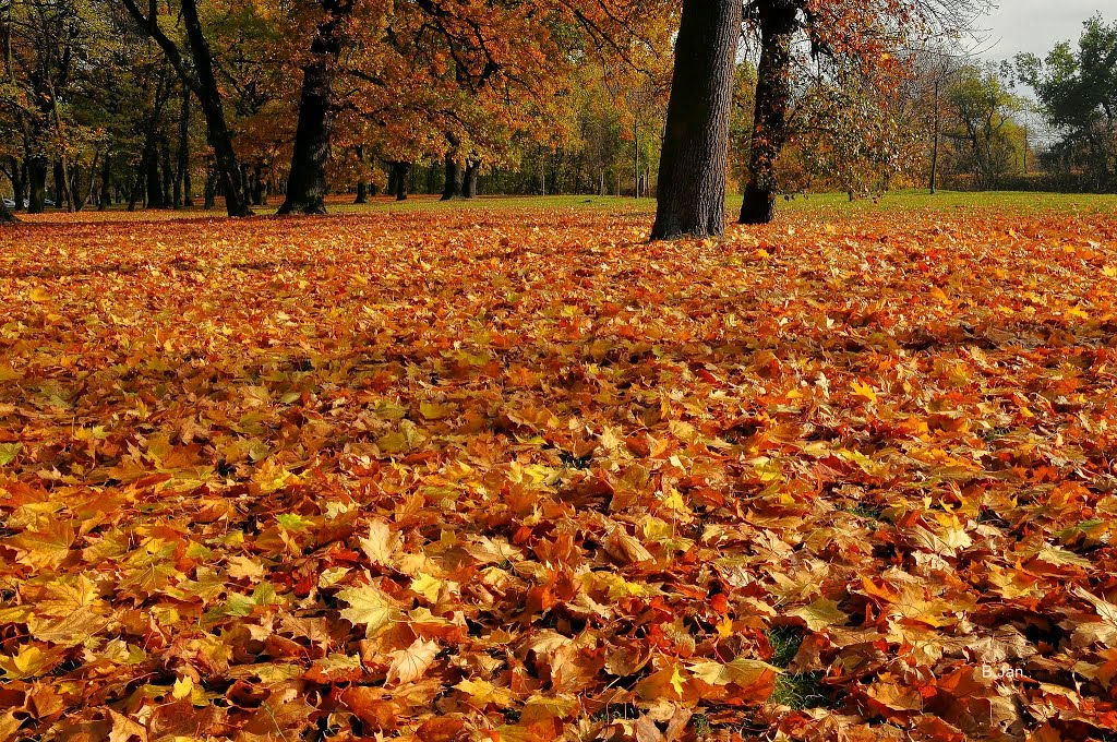 carpet of autumn leaves