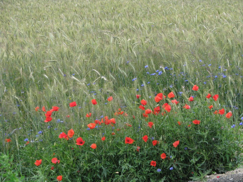 Wild flowers by the Polish road