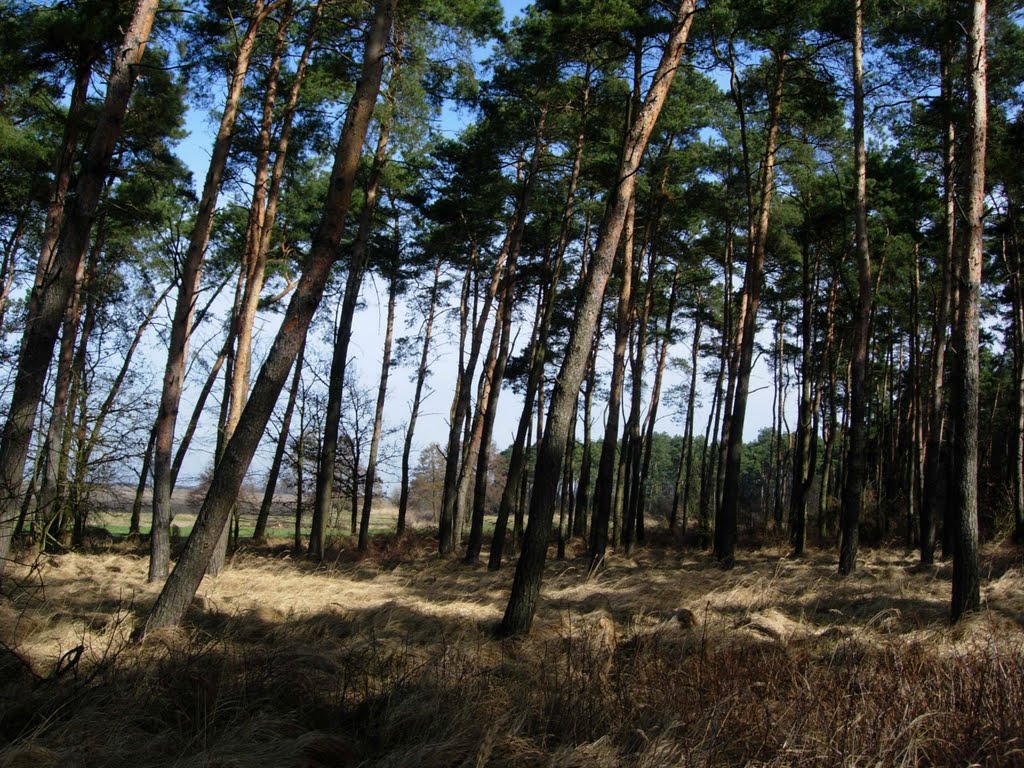 Inside a mid-field forest