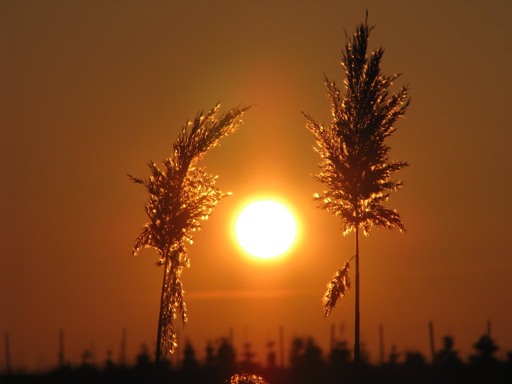 szafkii
