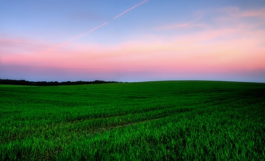 Fields