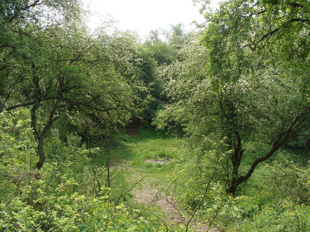 Trzek - wnętrze grodziska wczesnośredniowiecznego