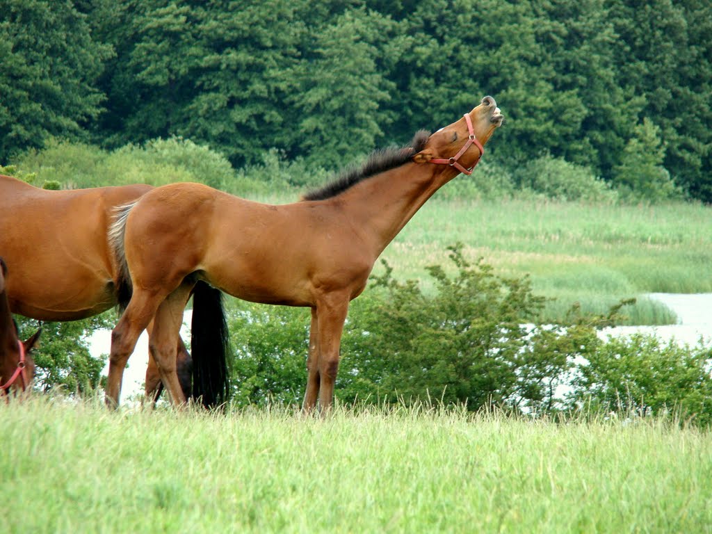koń by się uśmiał :)))