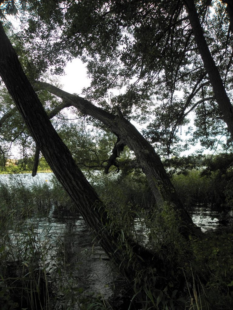 Ładne drzewa