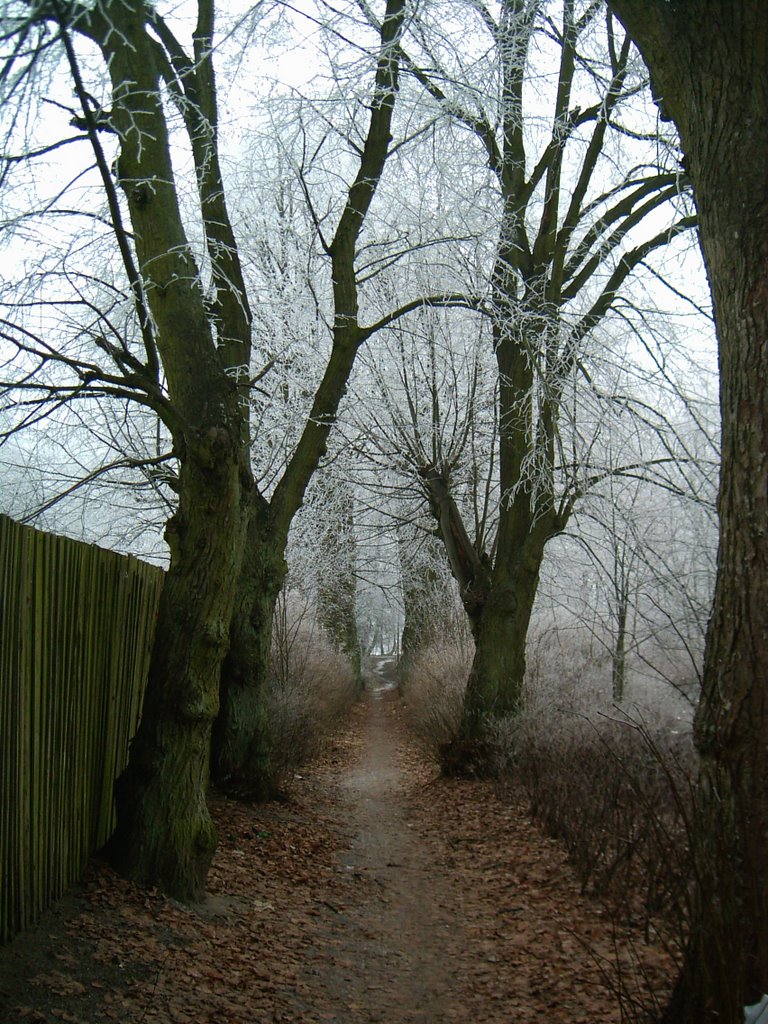 path to the lake, december