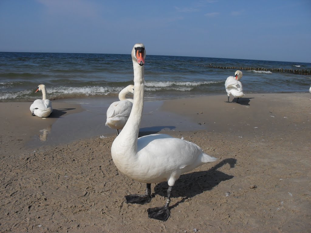 2010, Schwäne am Ostsseestrand; 2010, swans on the Baltic beach;