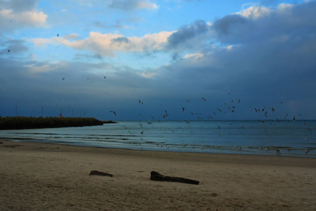 Mewy rankiem na plaży w Kołobrzegu.