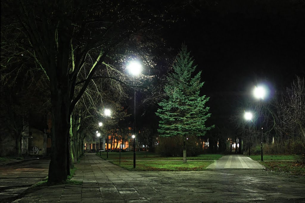 Choinka w parku nadmorskim nocą.
