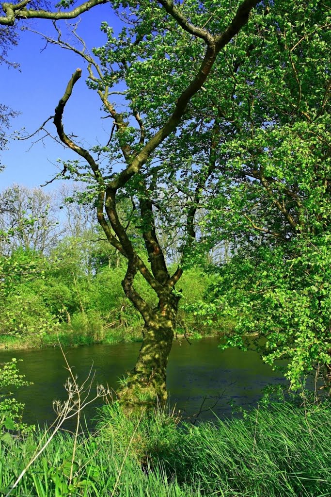 Wiosna nad Parsętą.