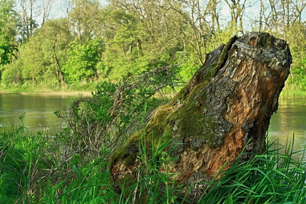 Nad Parsętą.