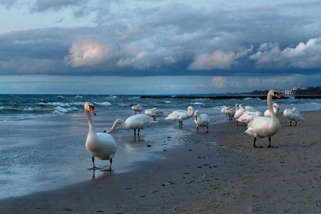 Łabędzie na plaży przy molo w Kołobrzegu.