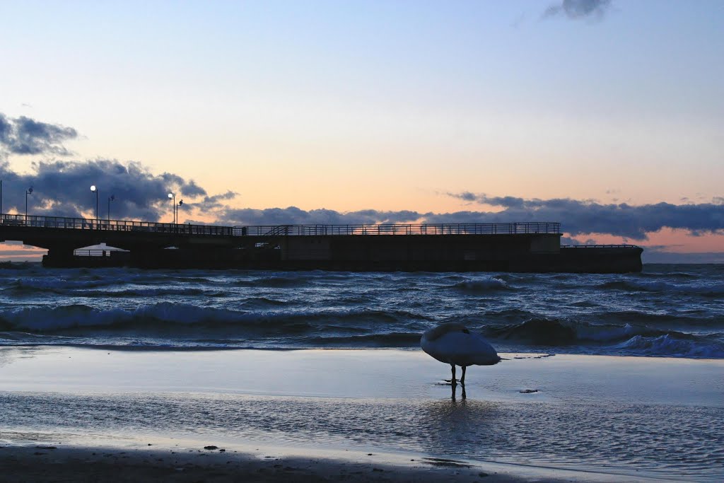 Łabędź na plaży przy molo.