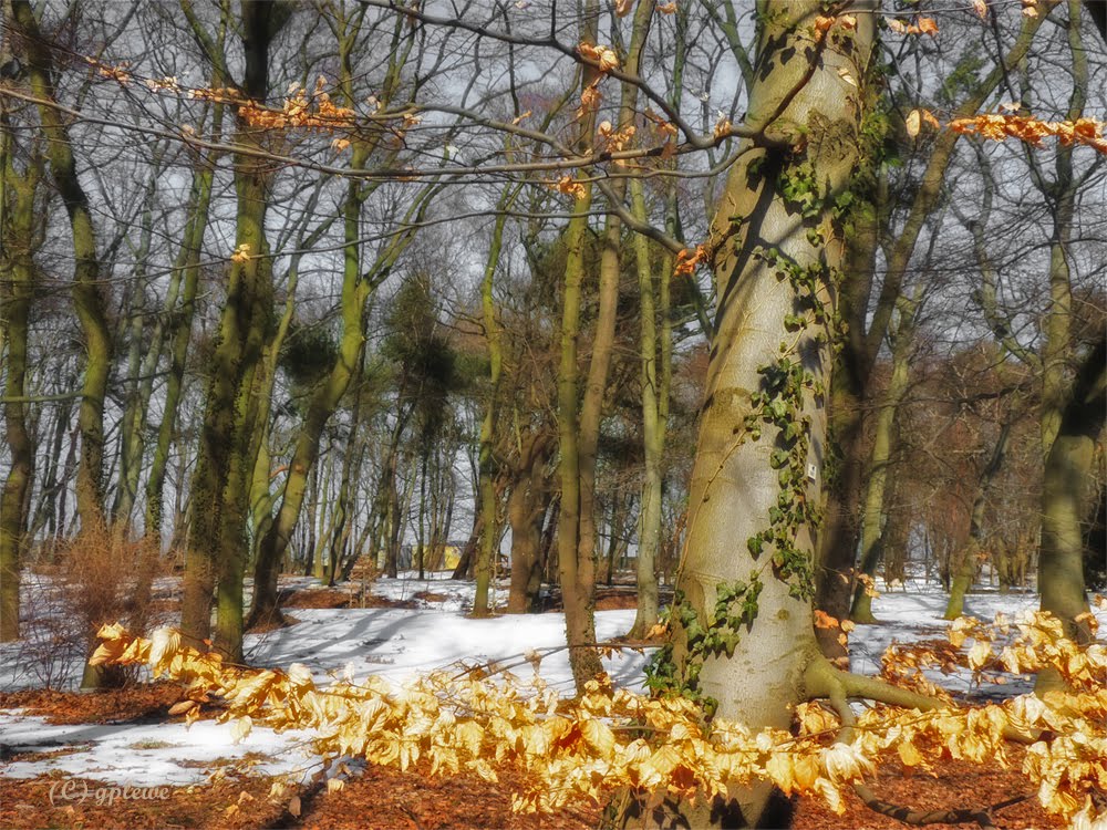 Vorfrühlingsstimmung / Early Spring Mood (2)