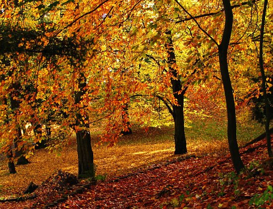 Park Książąt Pomorskich # 13